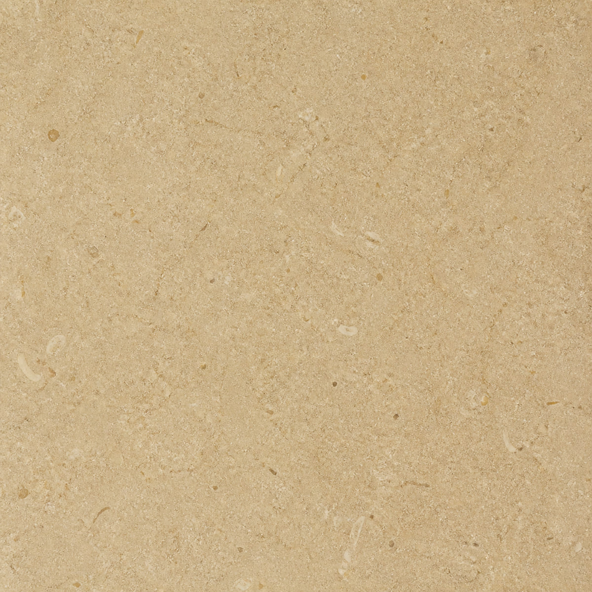 Close-up of a honed Jerusalem Gold limestone surface, warm honey-beige with visible small fossil shell fragments